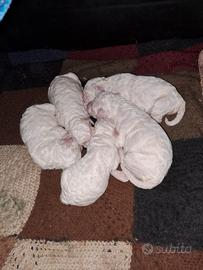 Cuccioli lagotto romagnolo
