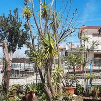 Pianta Yucca gloriosa (tronchetto della felicità)