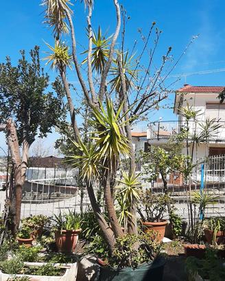 Pianta Yucca gloriosa (tronchetto della felicità)