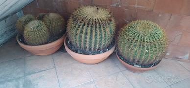 Tre magnifici cactus Echinocactus grusonii iante