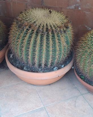 Tre magnifici cactus Echinocactus grusonii iante