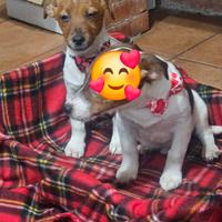 Jack russell vaccini completi