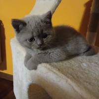 Un meraviglioso morbidissimo british shorthair