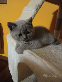 Un meraviglioso morbidissimo british shorthair