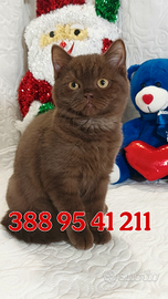 Scottish Straight maschio