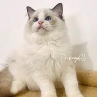 Ragdoll riproduzione