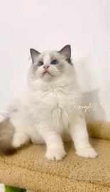 Ragdoll riproduzione