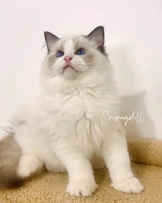 Ragdoll riproduzione