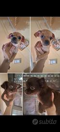 Ultimi chihuahua toy