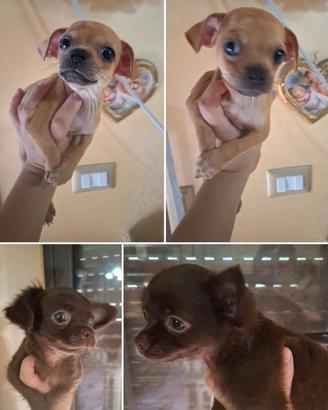 Ultimi chihuahua toy