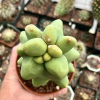 Cactus piante grasse giardino roccioso piante