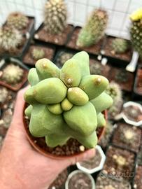 Cactus piante grasse giardino roccioso piante