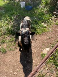 Becco di capra nana tibetana