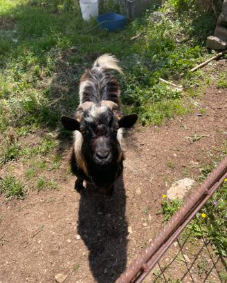 Becco di capra nana tibetana