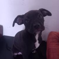 Cucciola di simil labrador e red nous