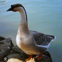 Oche del campidoglio