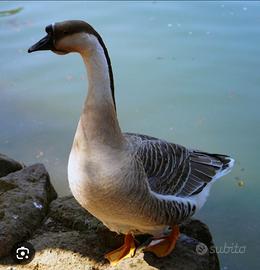Oche del campidoglio