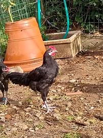 Gallo Nero del Chianti