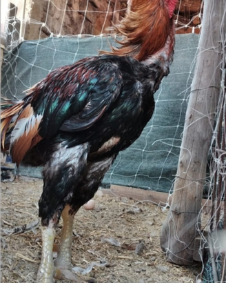 Galline combattenti