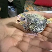 Pappagallo Calopsite allevato a mano