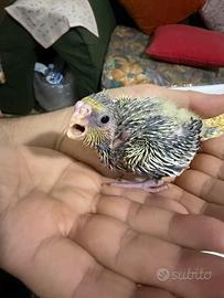 Pappagallo Calopsite allevato a mano