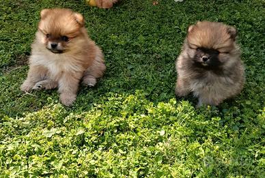 Volpino di Pomerania
