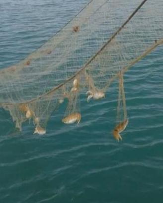 Rete da pesca tramaglio