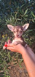 Pincher chocolate mini toy