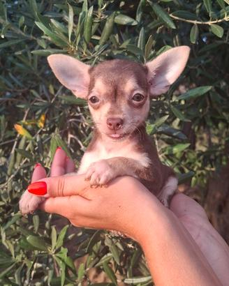 Pincher chocolate mini toy