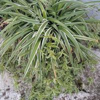 Pianta clorofito in vaso anforato