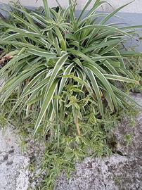 Pianta clorofito in vaso anforato