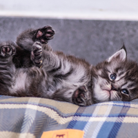 Cuccioli di Maine Coon