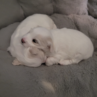 Cucciolata casalinga