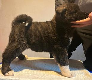 Cuccioli Akita Americano