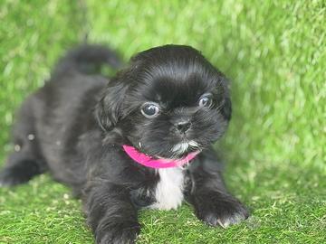 Shih tzu