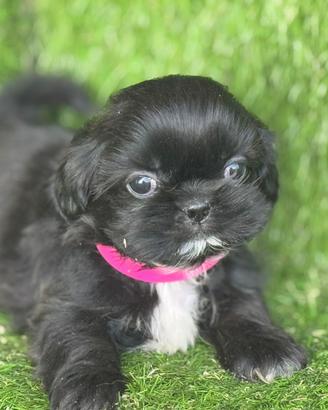 Shih tzu