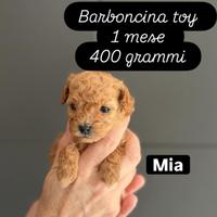 Barboncini Toy maschio e femmina