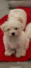 Cucciolo Toy Maltese Bichon