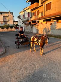 Pony maschio 1 anni