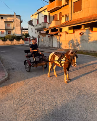 Pony maschio 1 anni