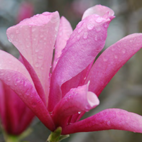 Magnolia galaxy