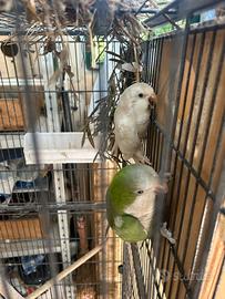 Pappagalli monaci coppia