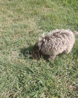 Cuccioli di lagotto romagnolo