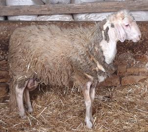 Agnello