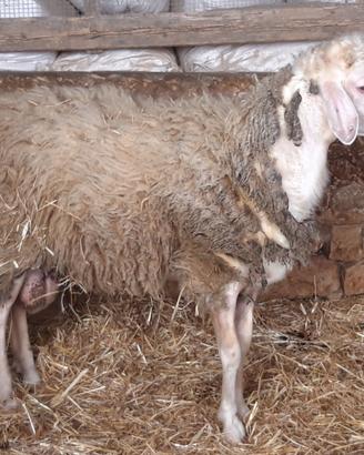 Agnello