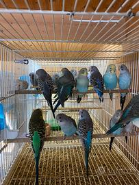 Cocorita bw ala nera