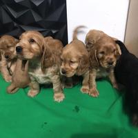 Cocker Spaniel cuccioli