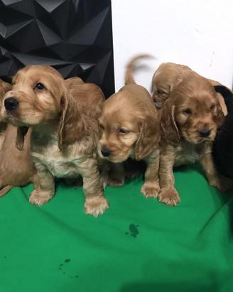 Cocker Spaniel cuccioli