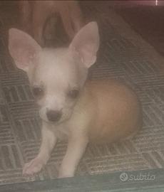 Cihuahua