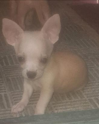 Cihuahua